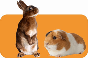 Small Animal Essentials