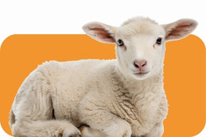 Hobby Farm Essentials